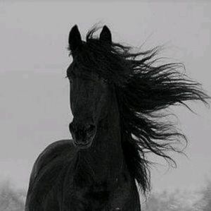 Meet your Posher, Karla castro